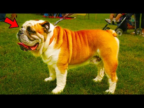 The Pros & Cons of Owning an English Bulldog