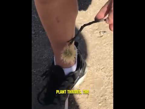 圓柱仙人掌屬