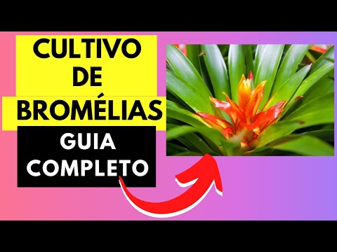 Como cuidar de bromélias em vaso