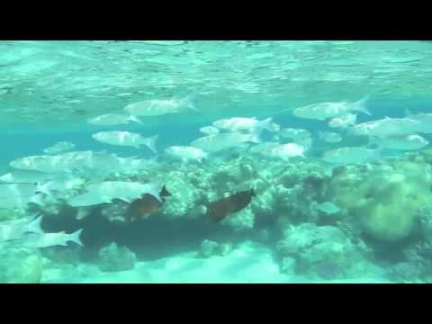 Рыбное Ассорти с Музыкальным Сопровождением и Титрами с Названием Рыб