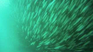 preview picture of video 'Animal Ocean - Diving with sardine shoals near Houtbay, Cape Town'