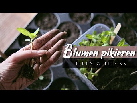 Prick out flowers + many tips for caring for and growing young plants