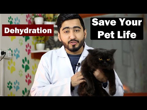 Dehydration in cat || Treatment || How to check dehydration?  || Vet Furqan Younas