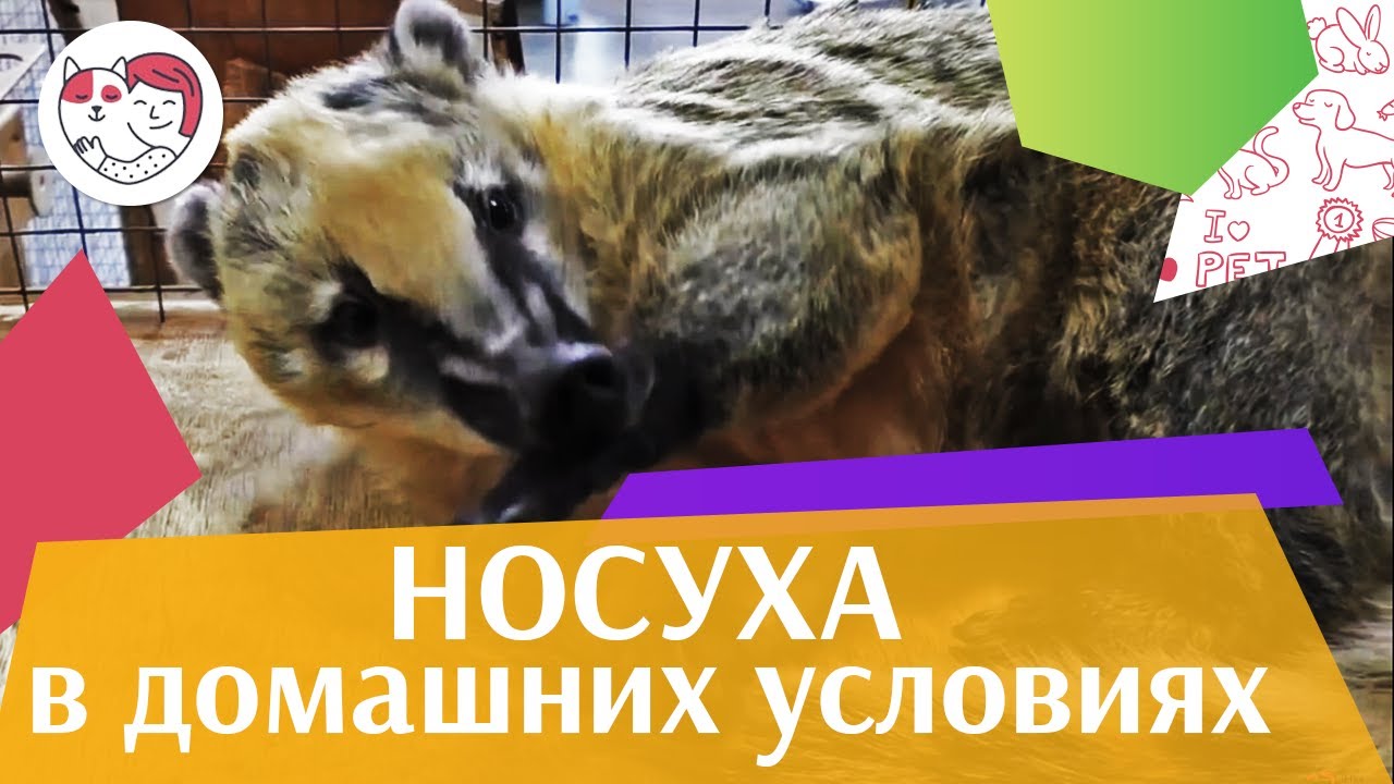 4 причины завести носуху на ilikepet