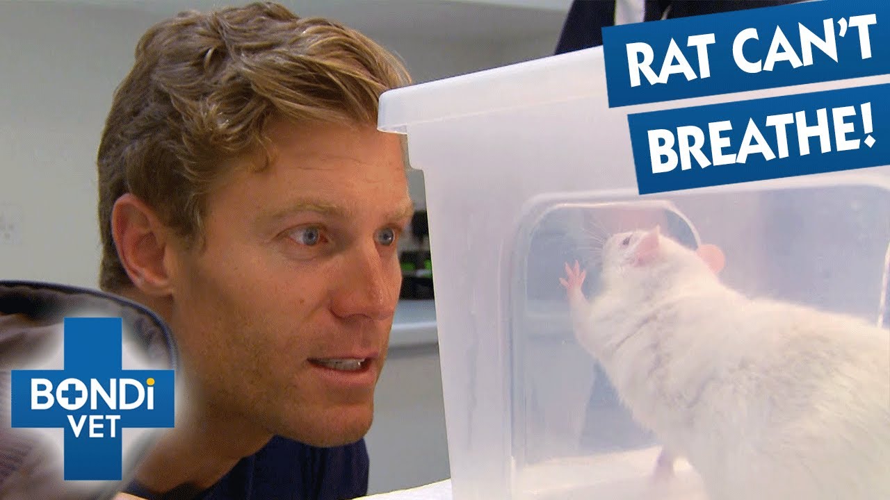 Vet Saves Pet Rat's Life 🐀✨ | Bondi Vet