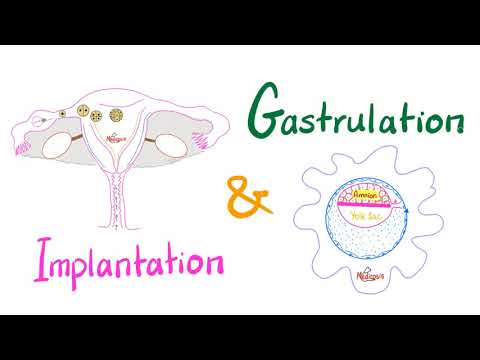 Implantation & Gastrulation - Embryology series - Organogenesis
