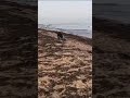 We Walk Barney At Embleton Bay In Northumberland