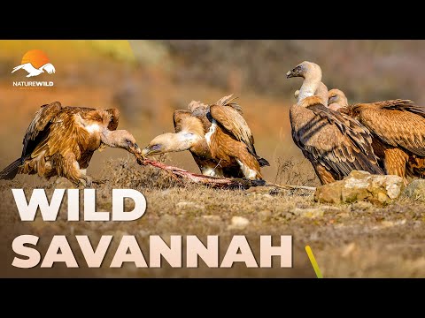 WILD SAVANNAH | Vultures: Rulers of the Wild Skies #AnimalDocumentary | Wildlife Documentary