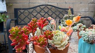 [part2] Succulents With Beautiful Blooms. Come & enjoy these beautiful flowers with me 有一种治愈是多肉植物开花