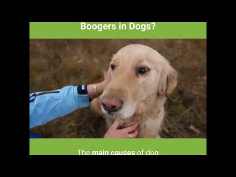 what causes eye boogers in dogs?