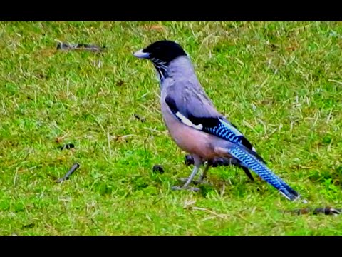 Black-headed Jay Bird - 1