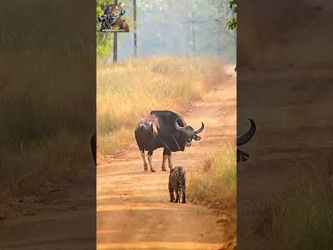 A Clash of Giants: Tiger vs. Gaur! #wildlife  #nature