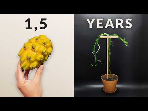Dragon Fruit Cactus Time-Lapse | 1.5 Years in 3 minutes