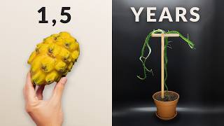 Dragon Fruit Cactus Time-Lapse | 1.5 Years in 3 minutes