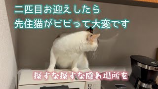 新たに二匹目の猫をお迎えしたら先住猫がビビりまくり！ : 保護猫