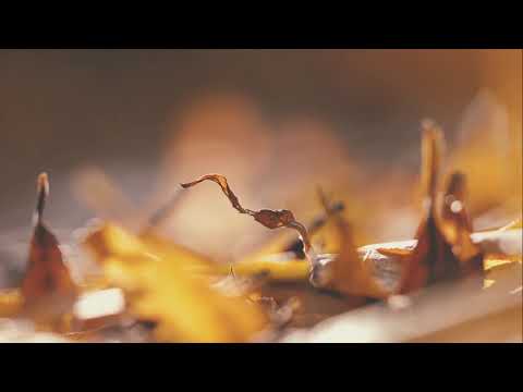 8Dio Score This - Florian Machka - Springtime