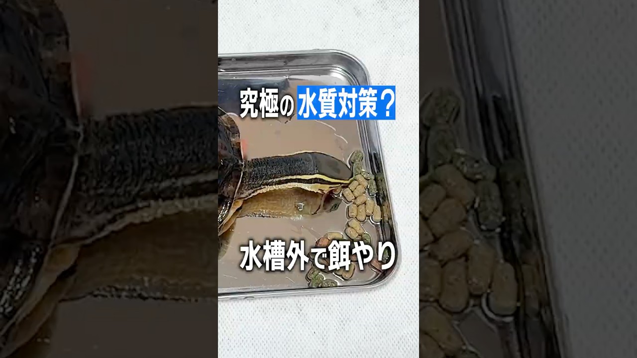 【亀飼育】水質維持に一番効くひと手間？！水槽の外で亀に餌をあげる【カメ】