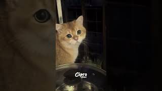 Una gran historia de amor 🥰 #viralvideo