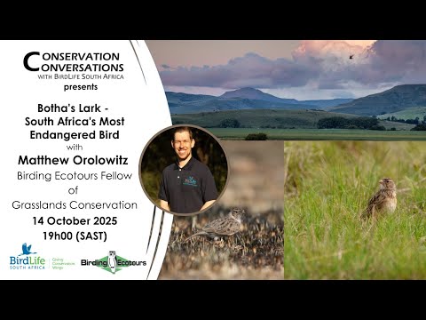 Conservation Conversations - Botha's Lark - Matthew Orolowitz (14Oct2025)