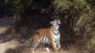 preview picture of video 'Trailing The Tiger At Bandhavgarh & Kanha National Parks (Madhya Pradesh)'