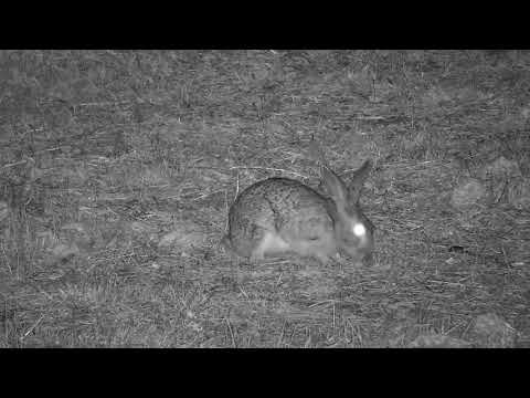 Djuma: Scrub Hare feeding - 23:18 - 07/09/21
