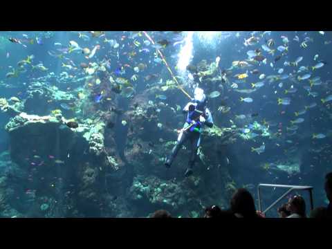 Philippine coral reef diver show at California Academy of Science in San Francisco
