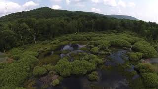 DJI FPV Flying with a couple of white cranes (snowy egret)