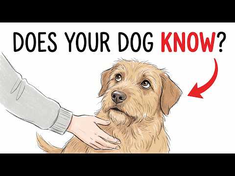 If Your Dog Does These 7 Things, He Knows You Love Him