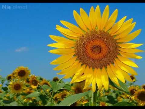 Benice - Die Here wag reeds daar