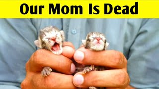 Rescuing the 3 days old newborn kittens