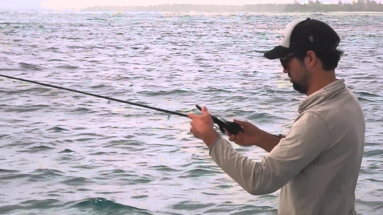 The Farquhar Fly Bird