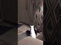 CAT FIGHT LOL KITTY SMALLS VS TUX