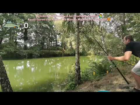 Method Feeder Angeln Livebisse Rute fast weg😍🎣|| Pikehunternrw