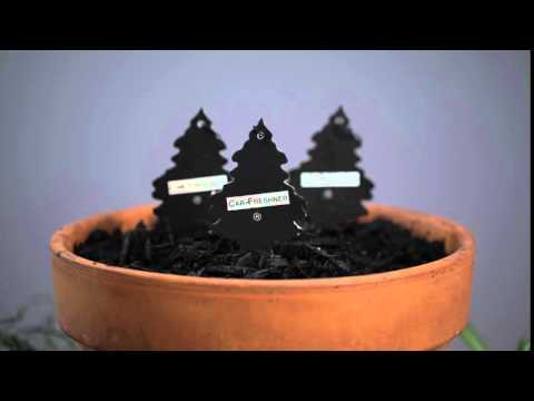 Car Air Fresheners - Pep Boys