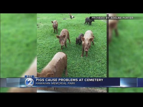 Wild pigs invade Kaneohe cemetery