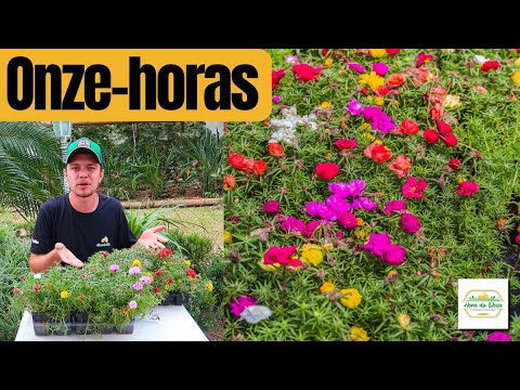 How to Plant and Care for Eleven-o'clock for Lush Blooms! 🌿