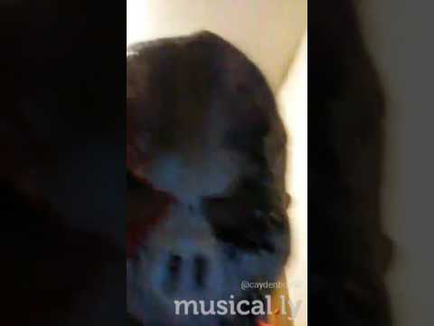 We are skeletons tonight