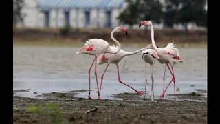 preview picture of video 'A small video on flamingos of raichur'