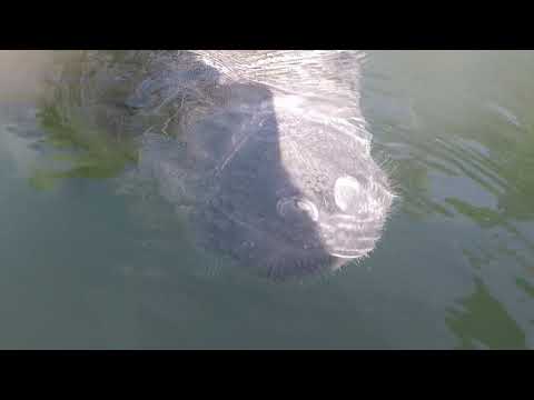 Maribeth and Thumper Kayaking with Manatees
