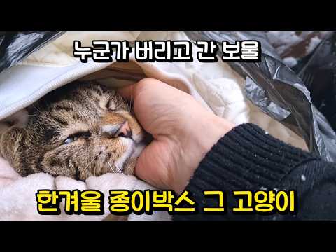 길에서 다 커버린 고양이를 주웠는데...역대급 개냥이 호동이