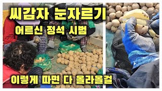 씨감자 눈자르기 수미감자 자르는 방법 어르신들 시범 감물감자 괴산감자 (감자재배방법)