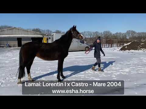 Lamai: Lorentin I x Castro