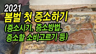 2021 봄벌 첫 증소하기, 증소시기, 증소방법, 증소할 소비 고르기