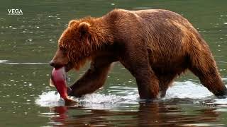 Bear Catches And Eats A Salmon In A Lake | Vega Entertainment