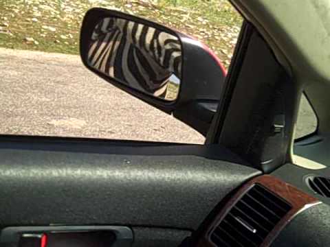Zebras gone wild!