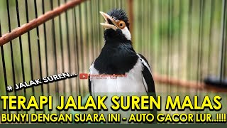 Download lagu TERAPI JALAK SUREN MALAS BUNYI DENGAN SUARA INI - AUTO GACOR LUR..!!!! mp3 Download lagu TERAPI JALAK SUREN MALAS BUNYI DENGAN SUARA INI - AUTO GACOR LUR..!!!! mp3