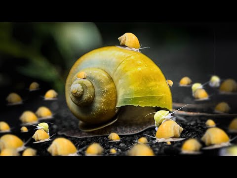 Mystery Snail Care and Breeding : 1000 Babies Made!