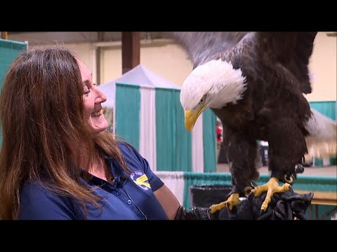 Davenport prepares for Icestravaganza with 36Kpounds of ice  | wqad.com