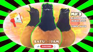 Download lagu SUARA PIKAT MURAI BATU HUTAN (1 JAM MP3 ) mp3