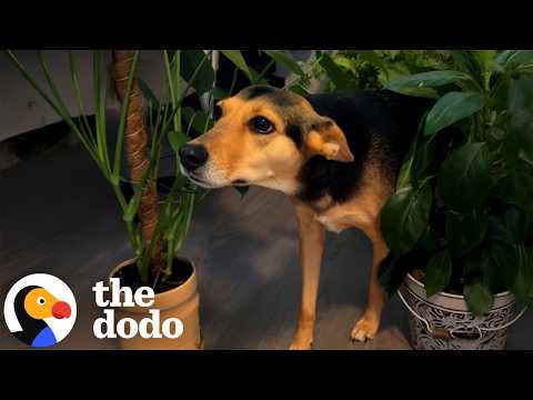 Dog Tip-Toes Through Plants To Find Her Zen | The Dodo